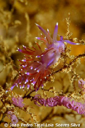 Flabellina affinis on hydroid with several egg masses. Sh... by Joao Pedro Tojal Loia Soares Silva 